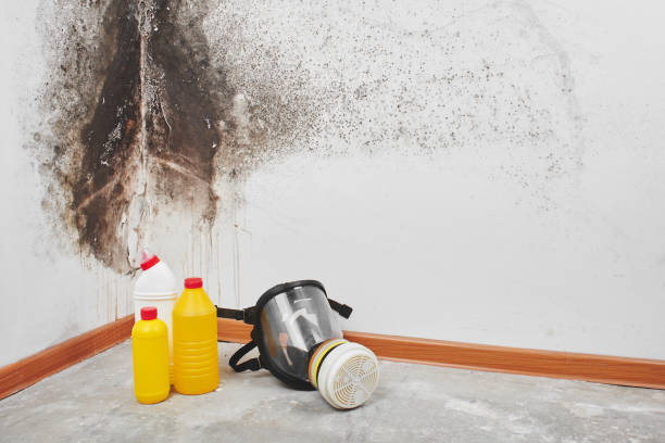 Best Professional Mold Removal  in Manche North Shore, CA