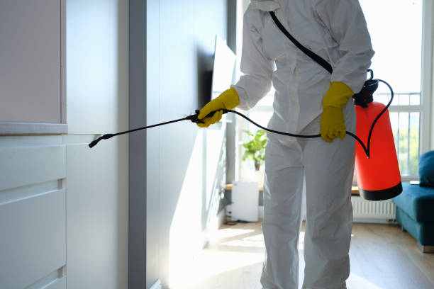 Mold Removal Process in Camanche North Shore, CA