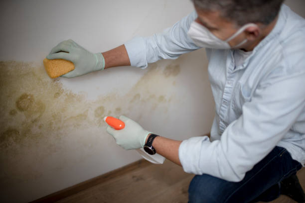 Best Local Mold Removal Service  in Manche North Shore, CA