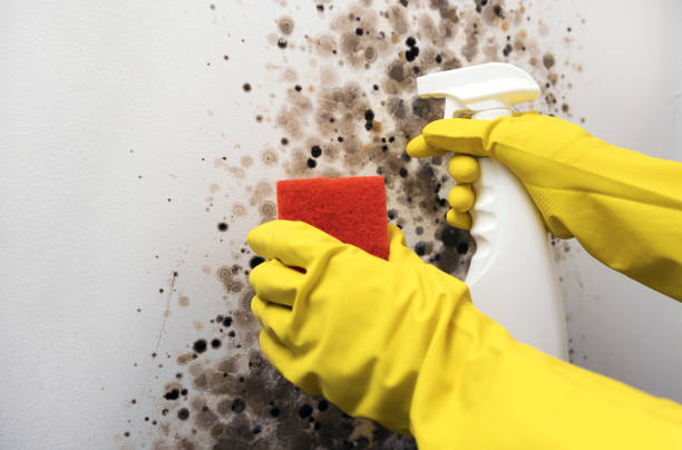 Best Commercial Mold Removal  in Manche North Shore, CA