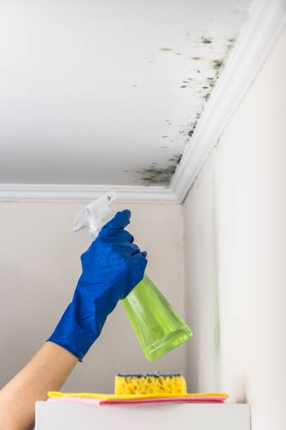 Best Same-Day Mold Removal  in Manche North Shore, CA