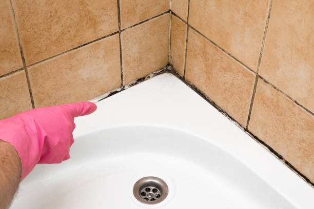Best Certified Mold Removal  in Manche North Shore, CA